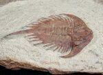 Rare Parvilichas Trilobite From Zagora - New Genus #11823-1